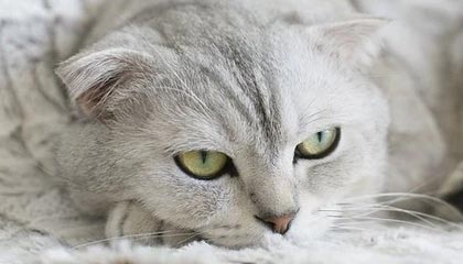 黑料深度揭秘：热点事件风波背后，神秘人在机场贵宾室的角色彻底令人意外